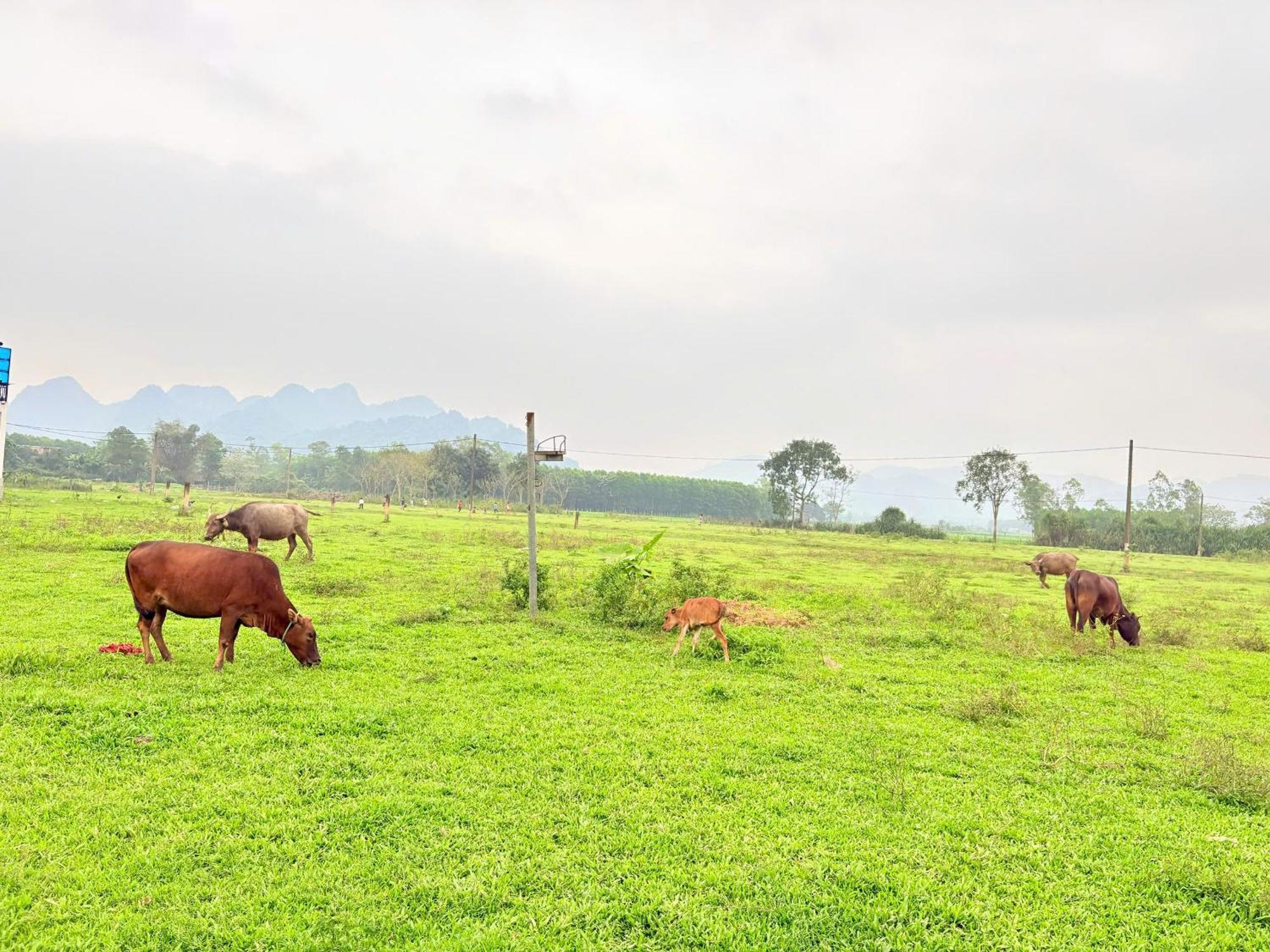 Jungle Boss Homestay Phong Nha Ngoại thất bức ảnh